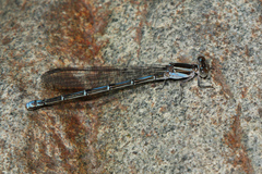 Argia oenea