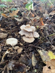 Collybiopsis peronata