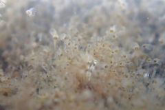 Hydrozoa