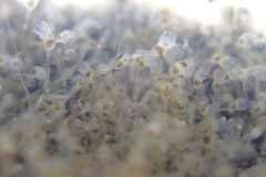 Hydrozoa