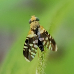 Spathulina acroleuca