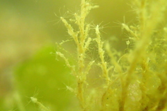 Hydrozoa