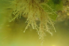 Hydrozoa