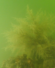 Hydrozoa