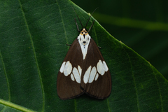 Nyctemera lacticinia