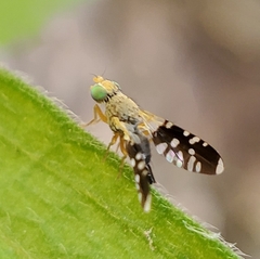 Spathulina acroleuca