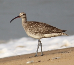 Numenius phaeopus