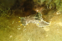 Polycera hedgpethi