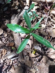 Coleotrype natalensis