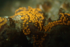 Botrylloides diegensis