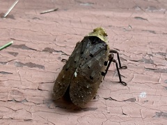 Penthicodes atomaria