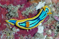 Chromodoris elisabethina