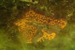Botrylloides diegensis