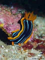 Chromodoris kuiteri