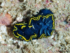 Glossodoris vespa