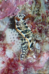 Hypselodoris jacksoni