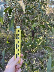 Acacia leiocalyx