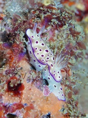 Hypselodoris tryoni