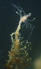 Tubulariidae