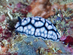 Phyllidiella pustulosa