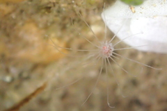 Tubulariidae