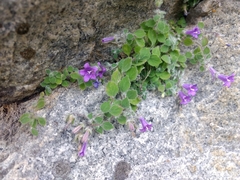 Campanula argyrotricha