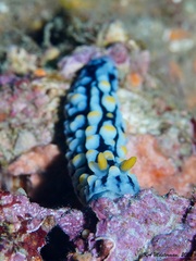 Phyllidia varicosa
