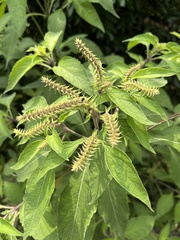 Ocimum