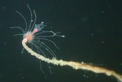 Tubulariidae