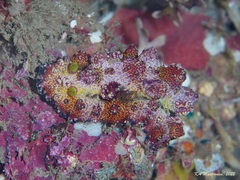 Phyllidiopsis cardinalis