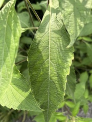 Ocimum