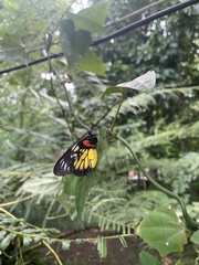 Delias henningia
