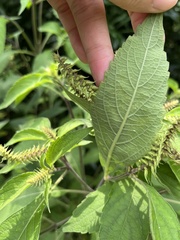 Ocimum