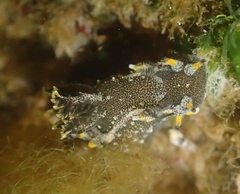 Polycera hedgpethi