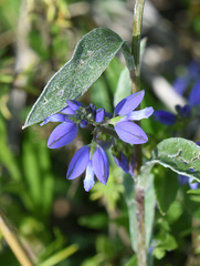 Polygala vulgaris