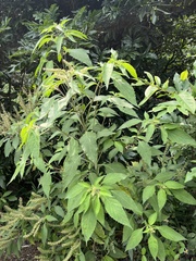 Ocimum