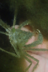 Pyromaia tuberculata