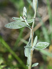 Polygala vulgaris