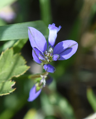 Polygala vulgaris