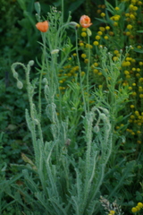 Papaver aculeatum