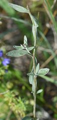 Polygala vulgaris