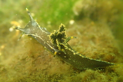 Polycera hedgpethi