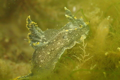 Polycera hedgpethi