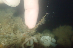 Tubulariidae