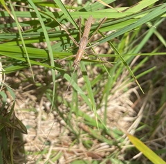 Zaprochilus australis