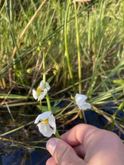 Sagittaria