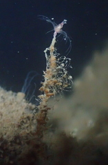 Tubulariidae