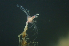 Tubulariidae