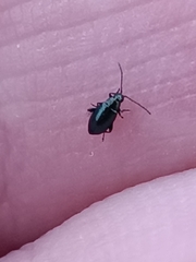 Aphthona