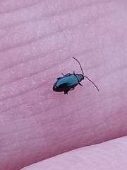 Aphthona
